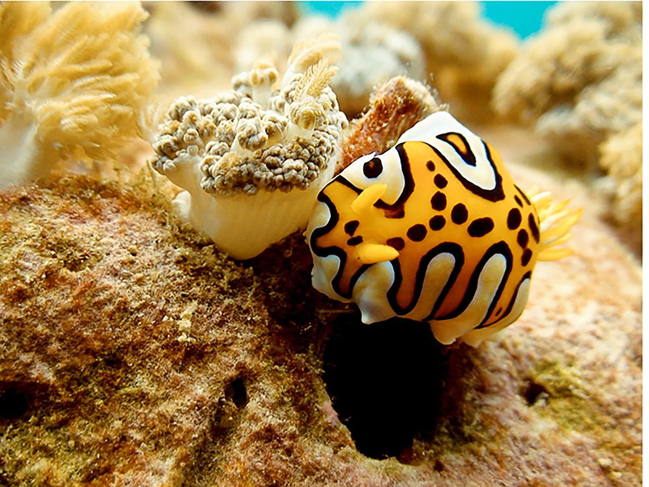 A nudibranch crawls along the reef in search of its next meal.