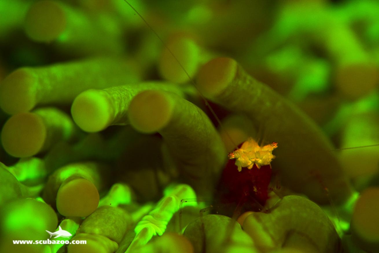 Mushroom Coral Shrimp