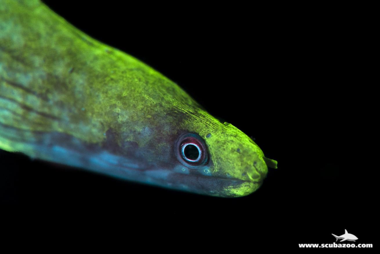 Lattice-Tail Moray Eel