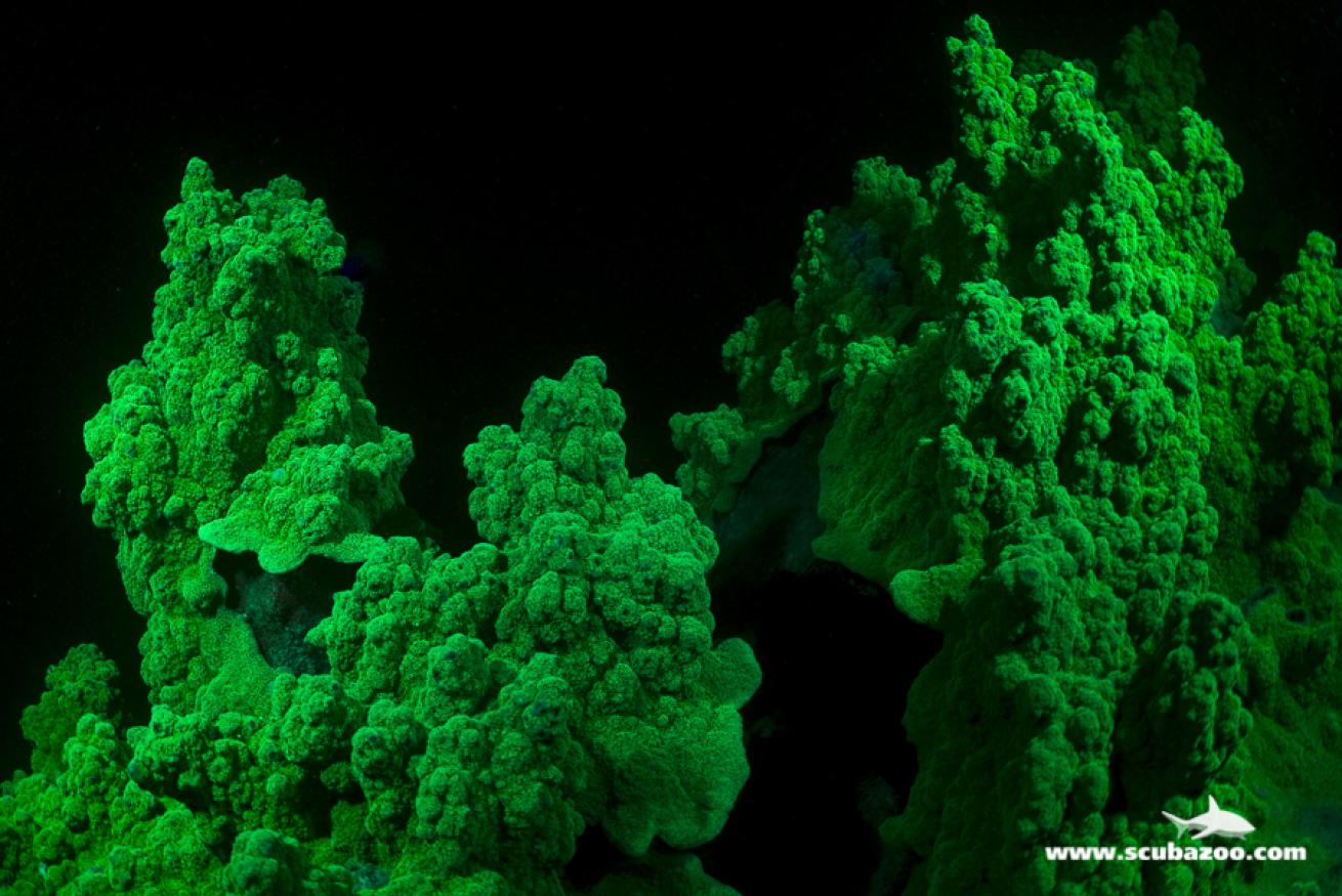 Hard coral