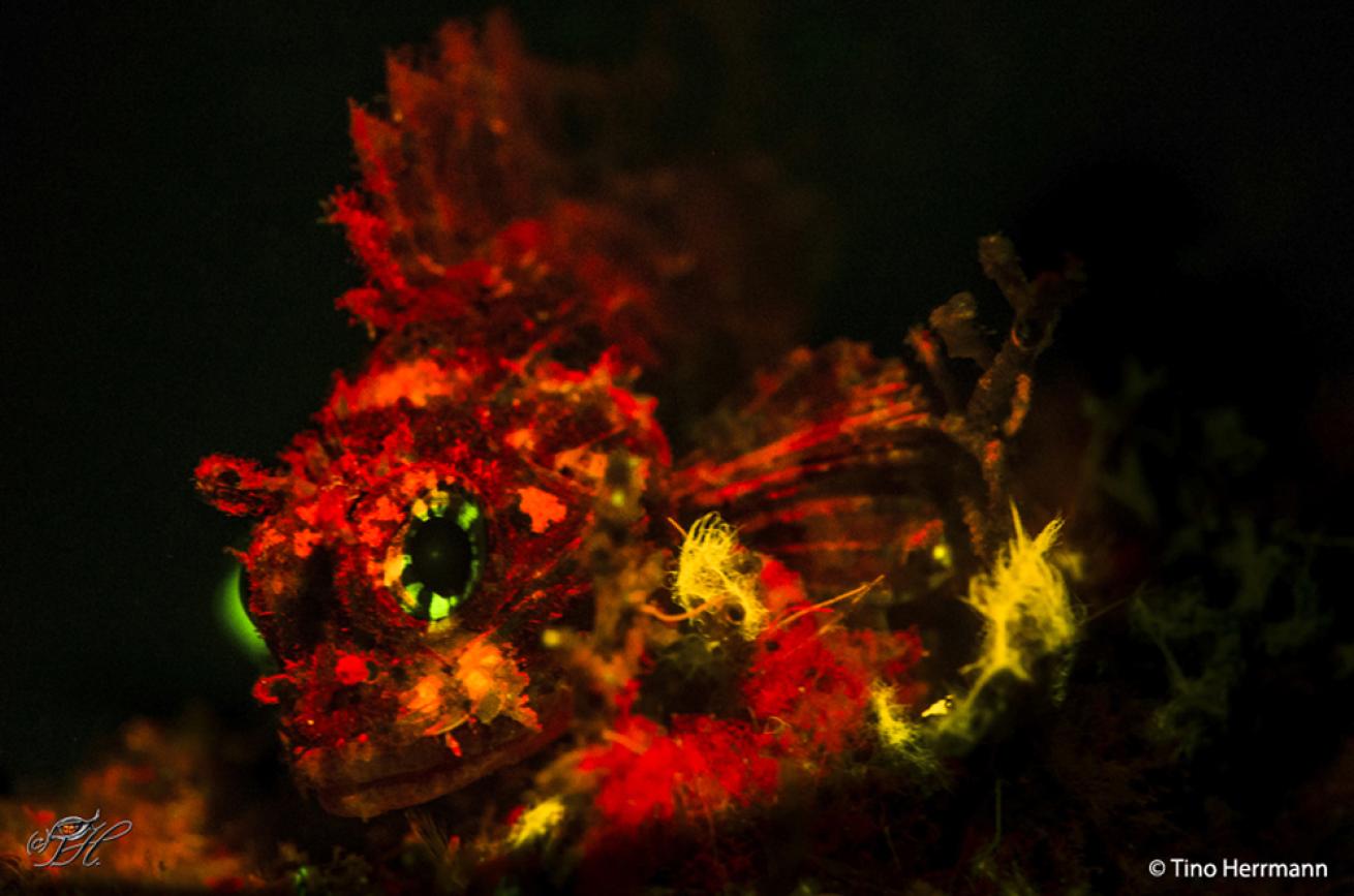 Poss's Scorpionfish (juvenile)
