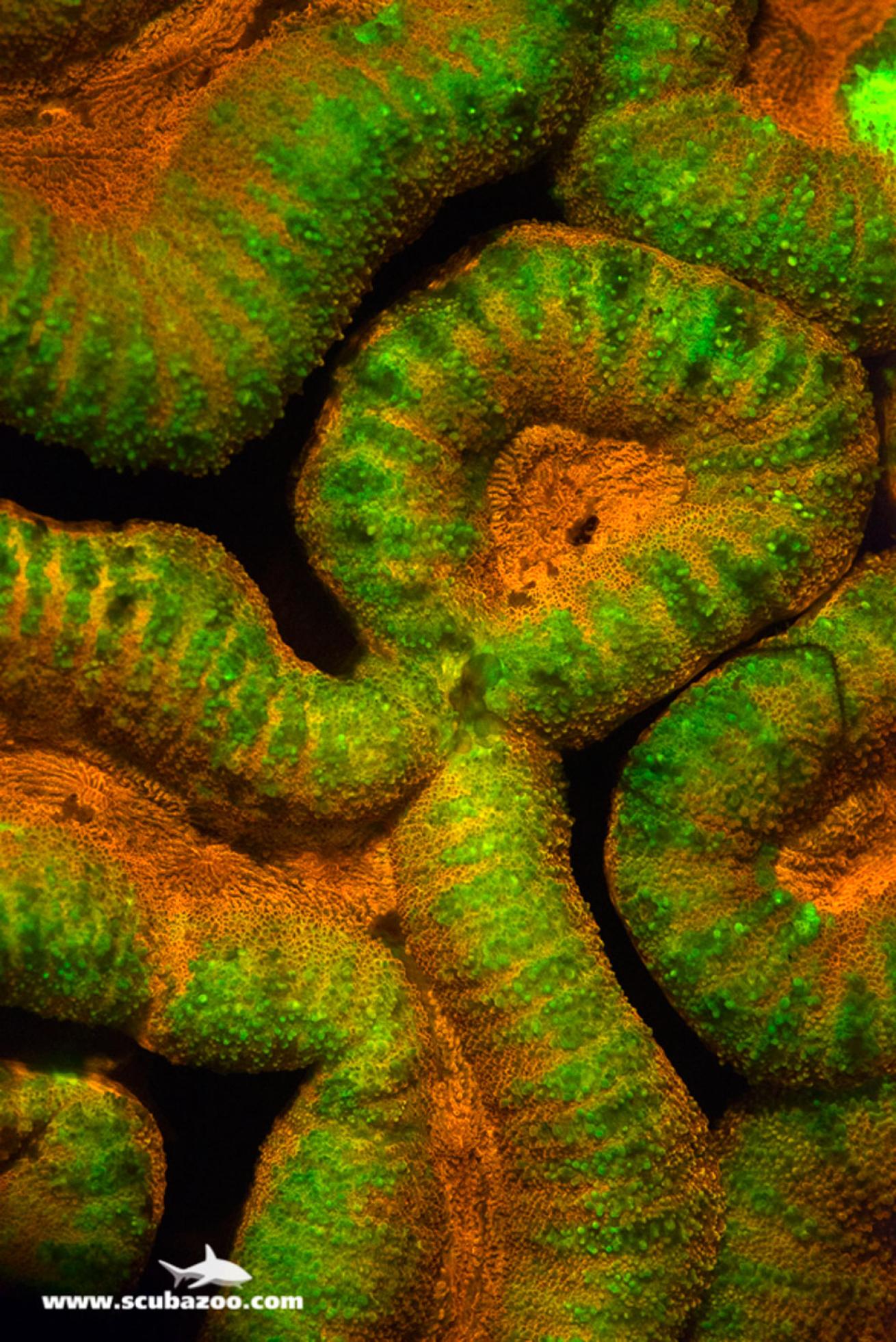 Hard coral