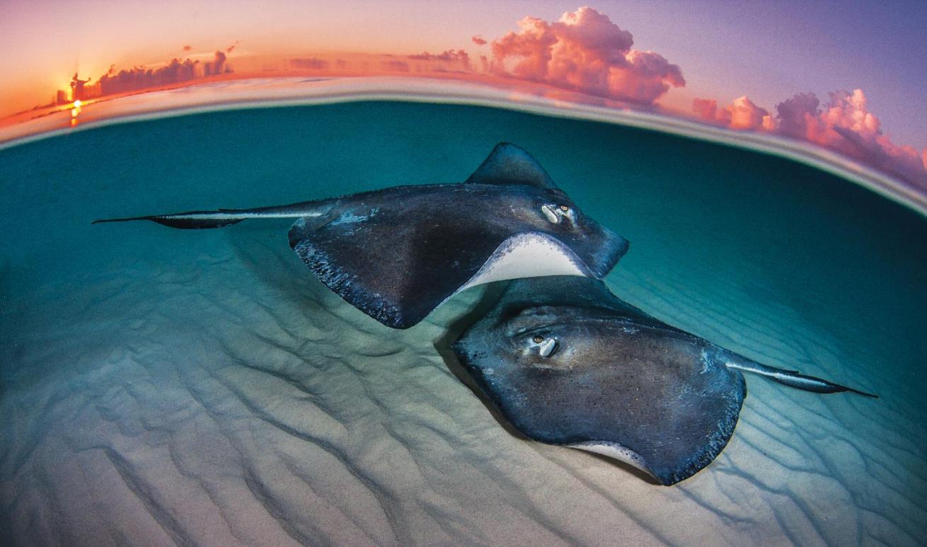 Stingray City 