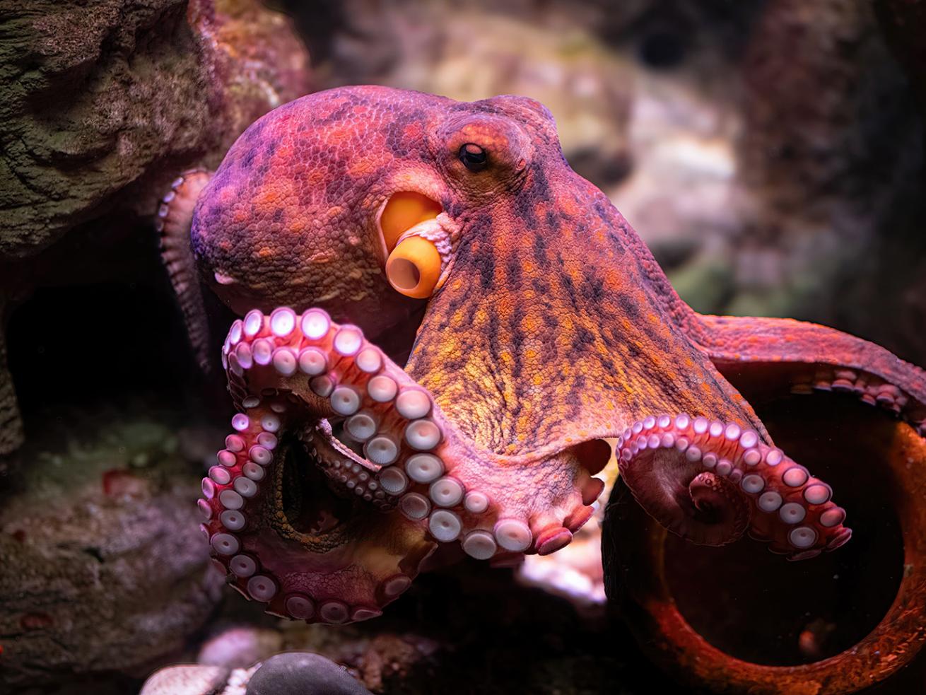 image of an octopus changing colors in water