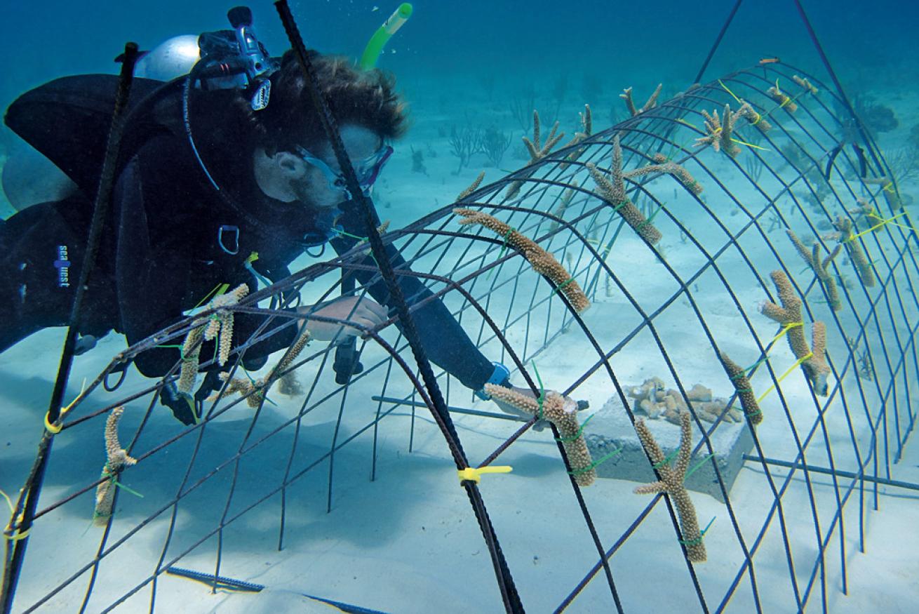coral nursery