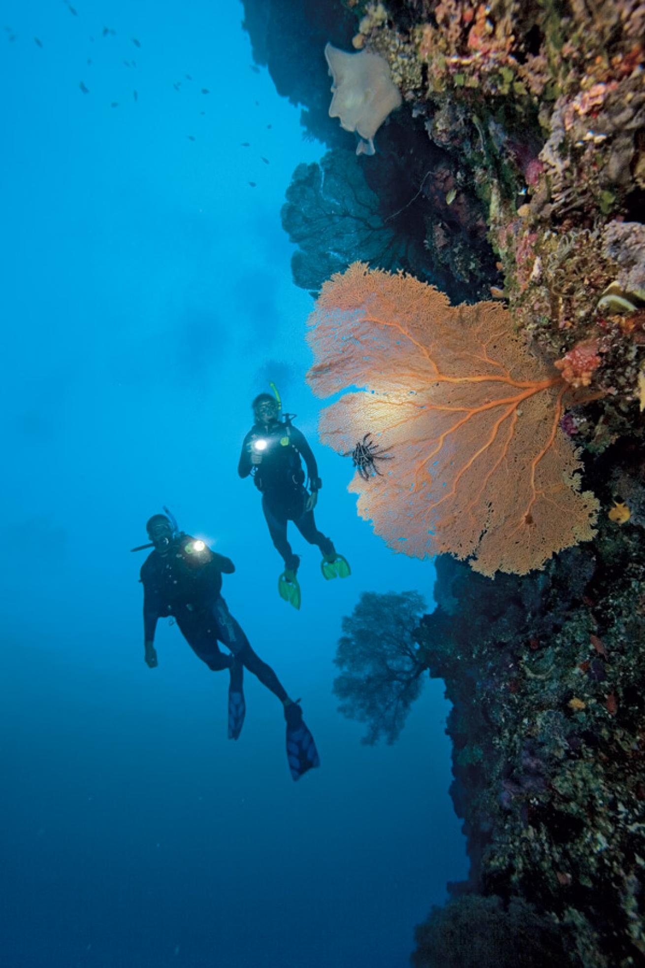 scuba diving on a wall