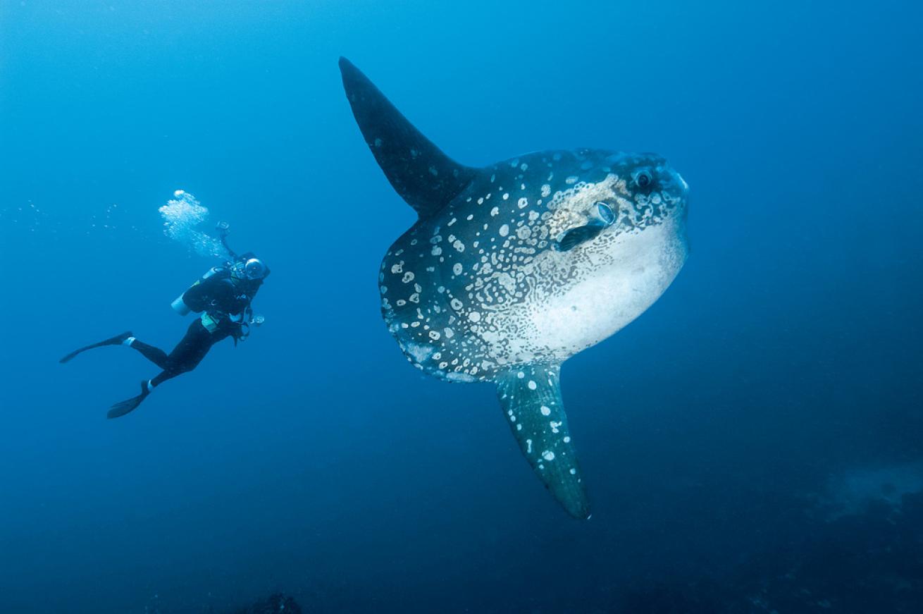 mola mola
