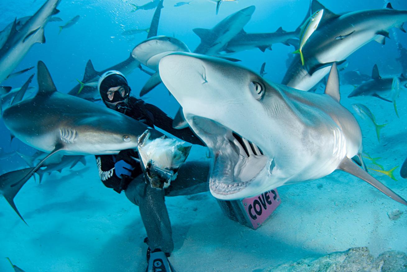 shark diving