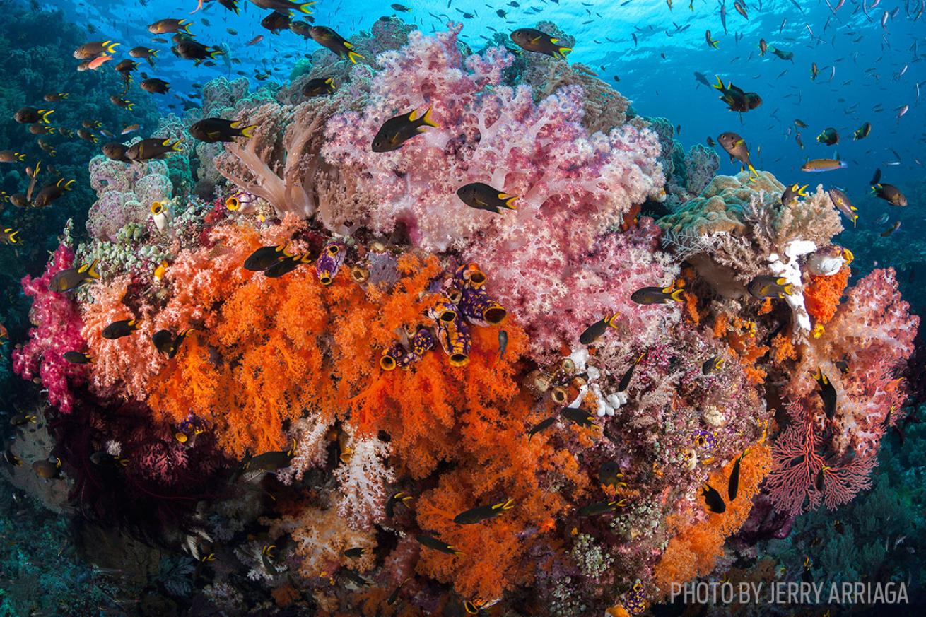 scuba diving Raja Ampat aboard the arenui liveaboard 