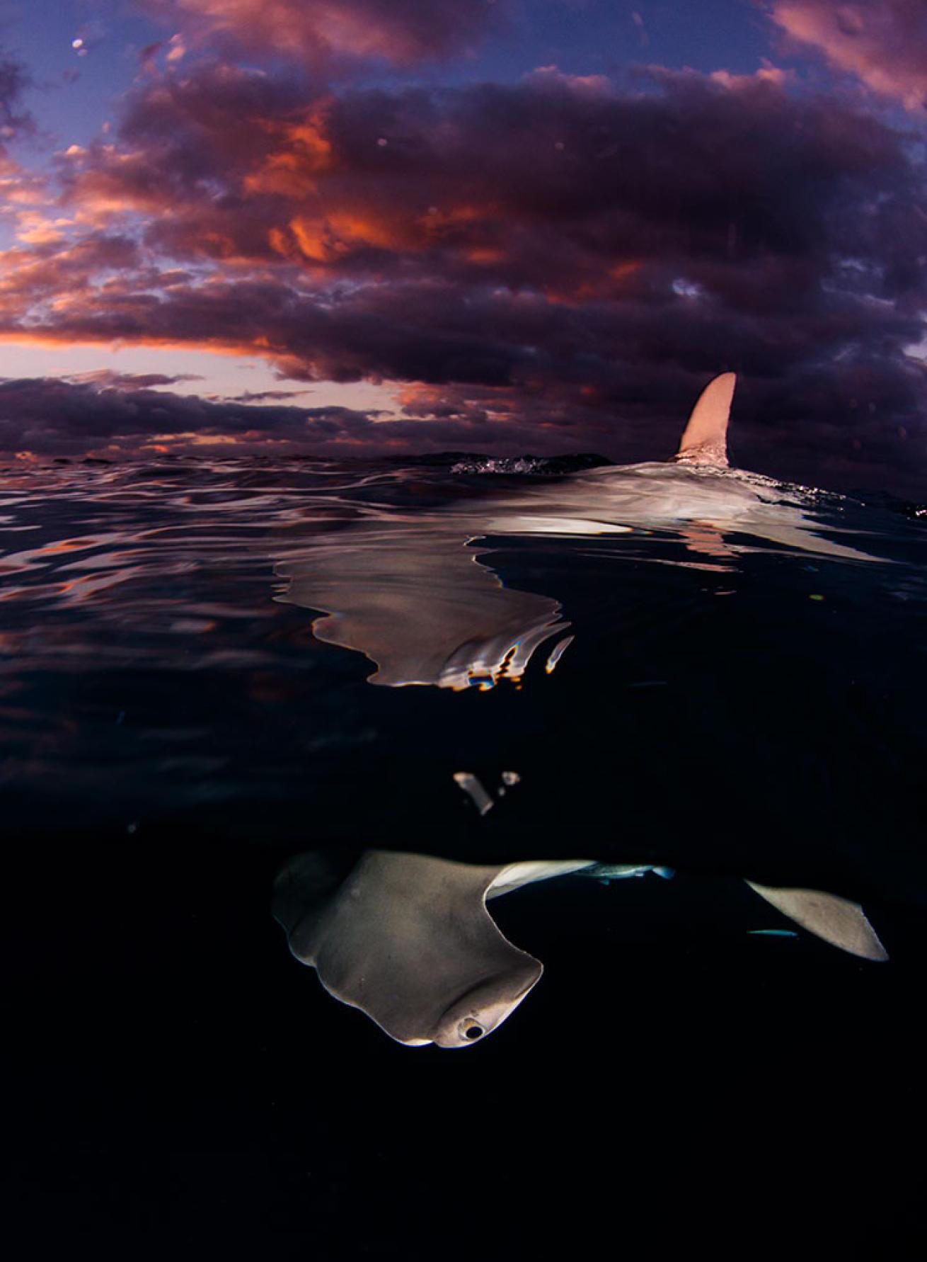 Hammerhead Shark at Night in Bimini Bahamas
