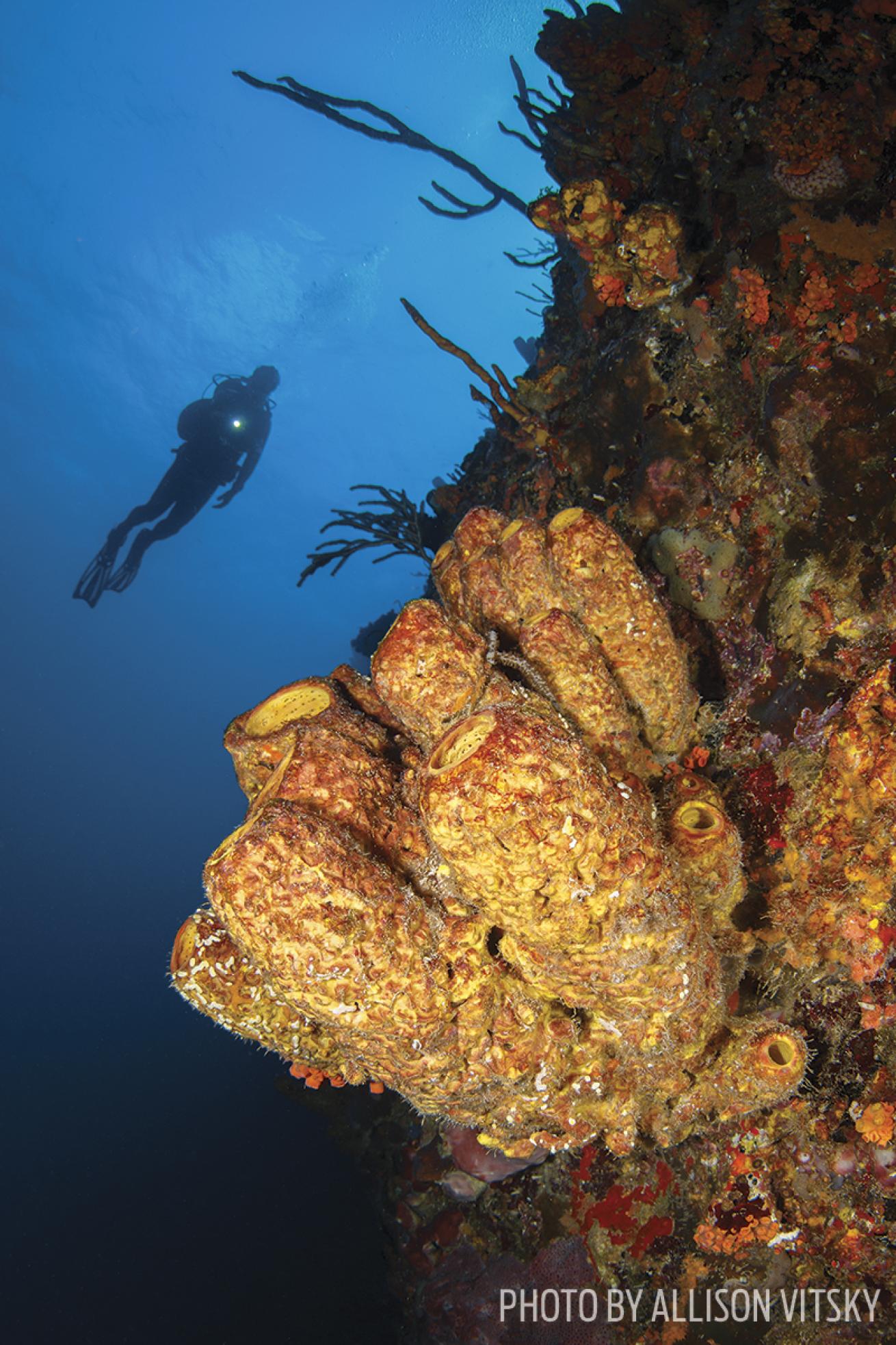 Sponge covered reefs offer fantastic scuba diving in Curacao