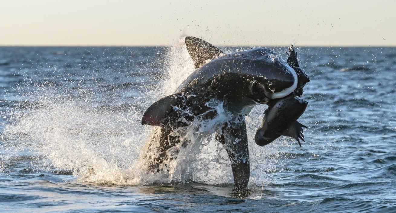 great white breaching out of water capturing a sea lion