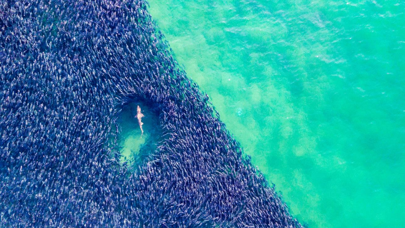 a shark swims through a bait ball of fish