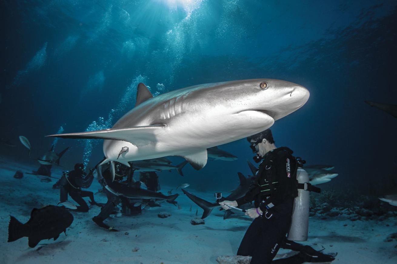 sharks in Stuart Cove 