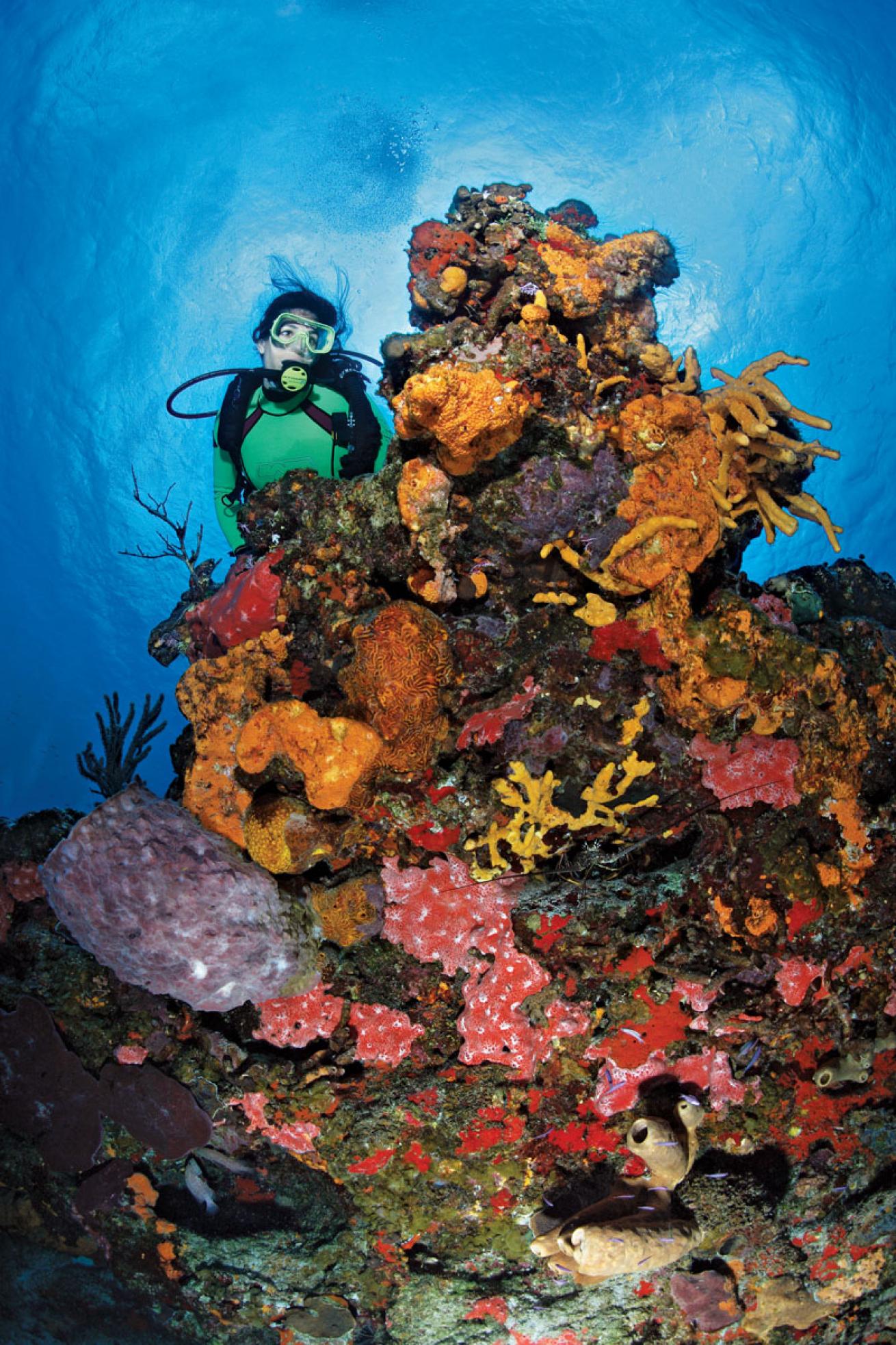 colorful reefs in Cozumel 