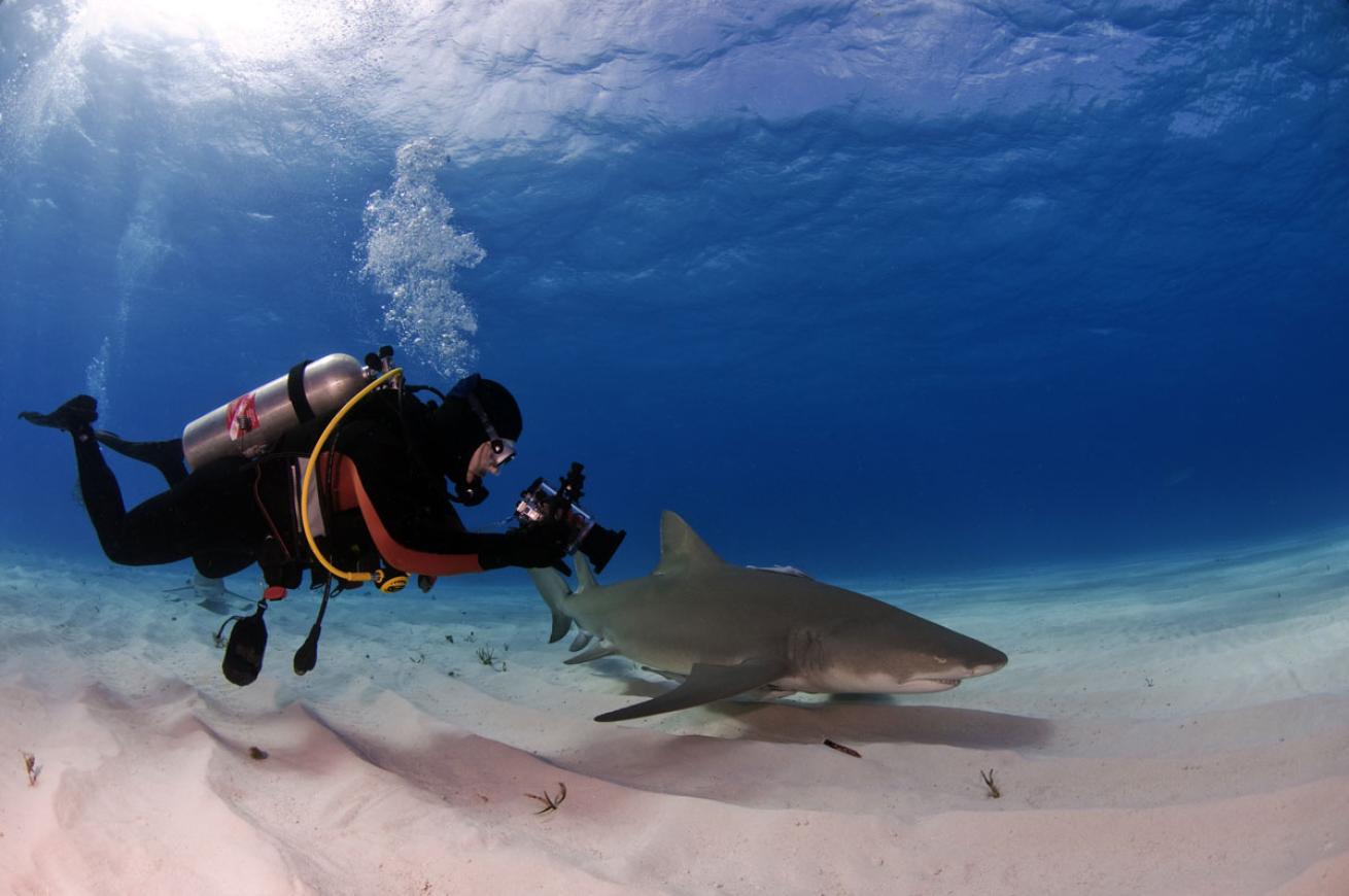 Diving with Sharks