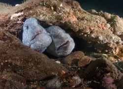 Wolfish