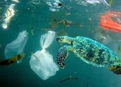 A baby sea turtle swims through marine debris