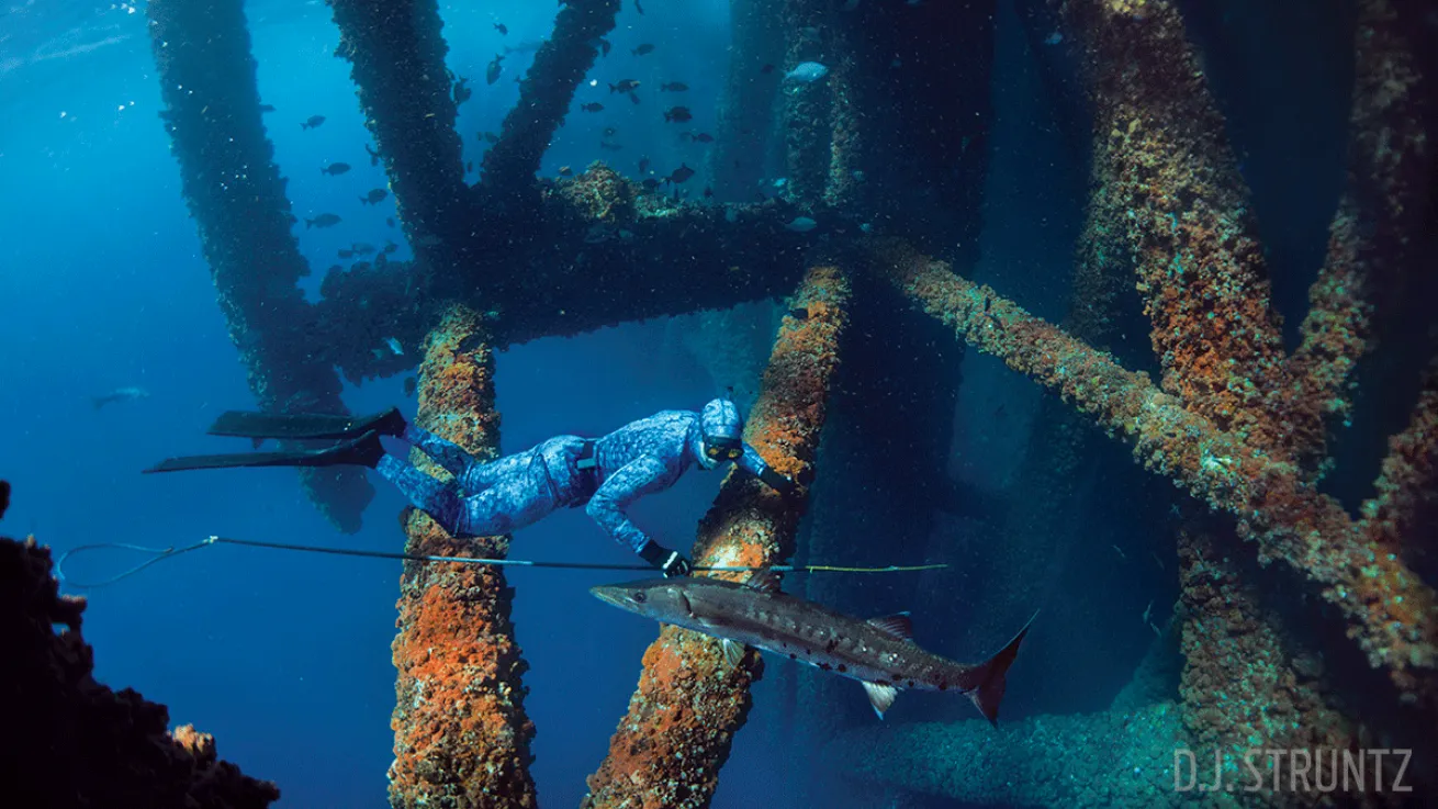 freediver Gult of Mexico barracuda United States underwater photo