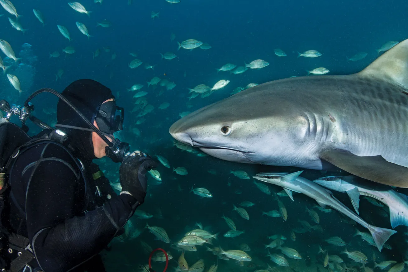 Randy Jordan Shark Feeding