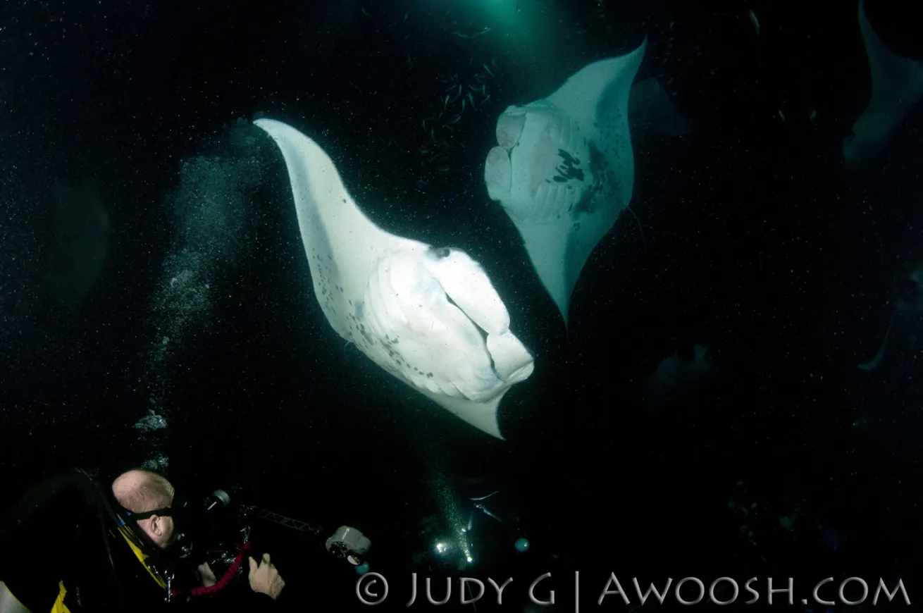 Night Diving in Kona Hawaii with Manta Rays