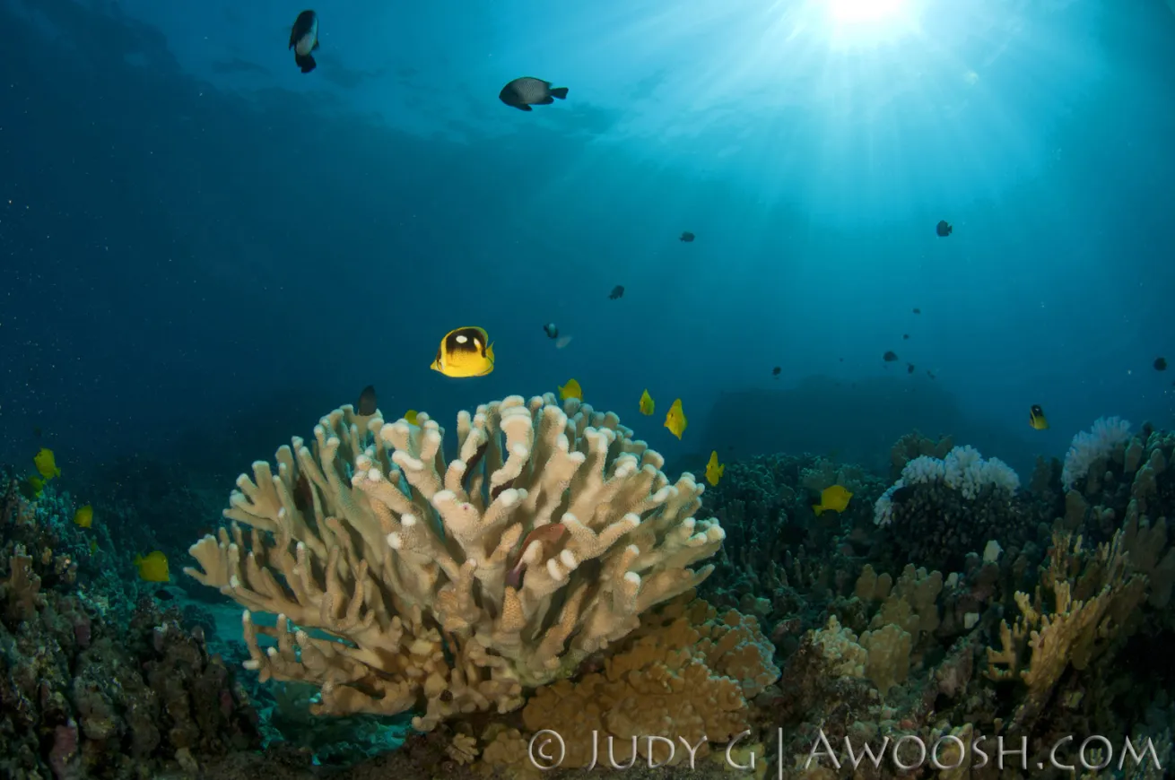 Underwater photo of antler coral in Hawaii