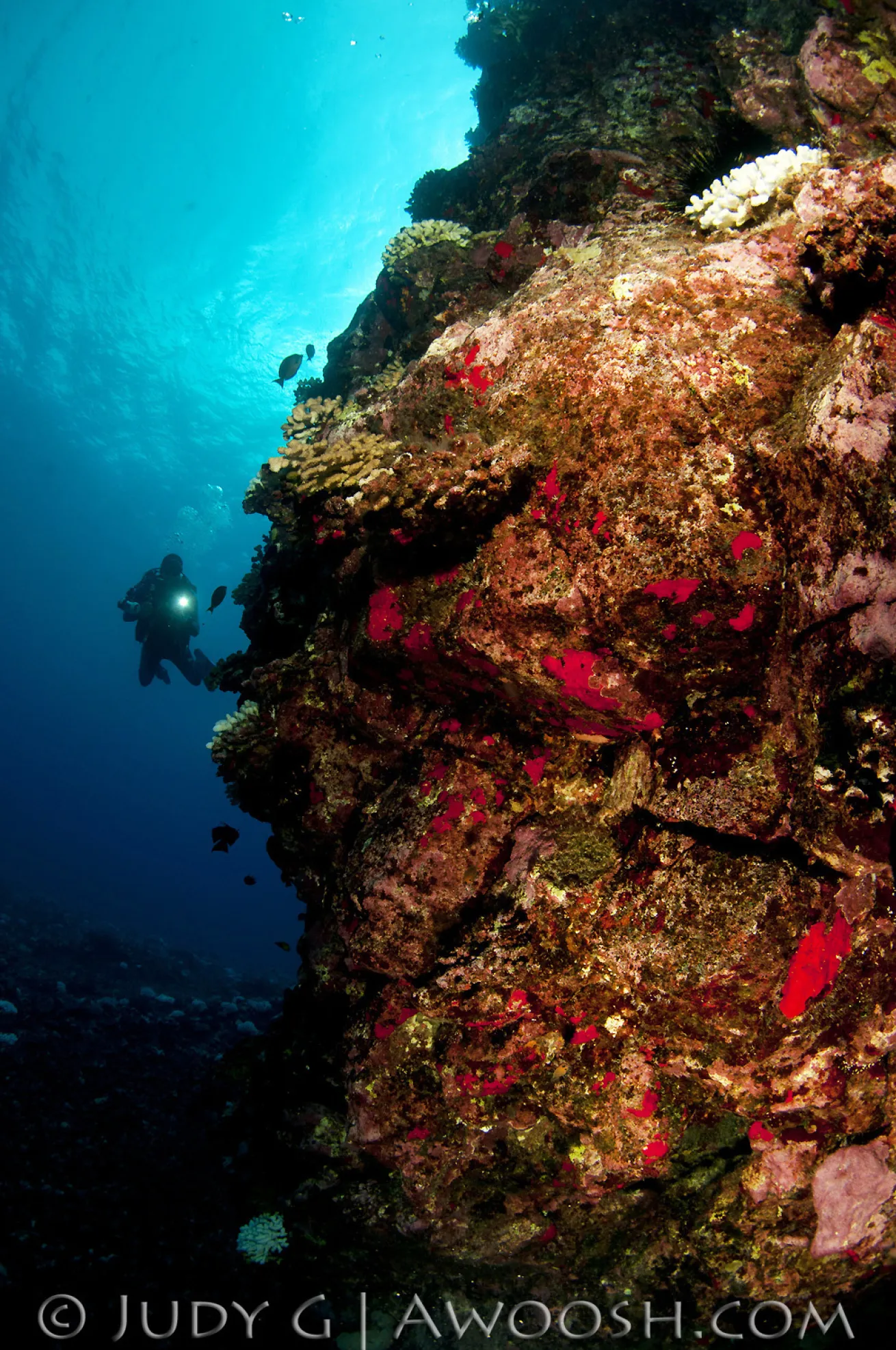 Wall diving in Hawaii
