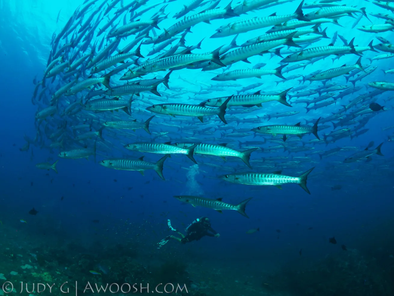 Scuba diving with schooling barracuda in Koh Tachai, Thailand