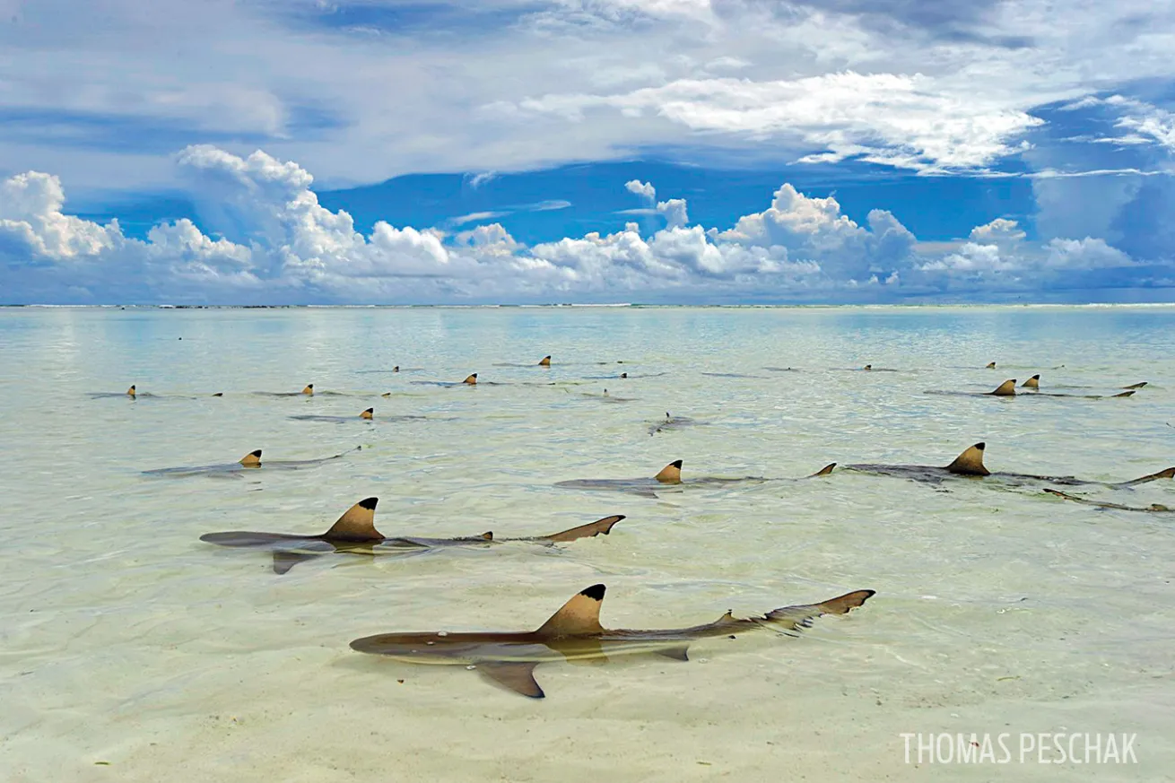 Blacktip reef sharks Seychelles