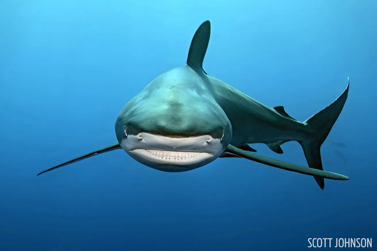 A silky shark in Cuba's Garden of the Queens. 