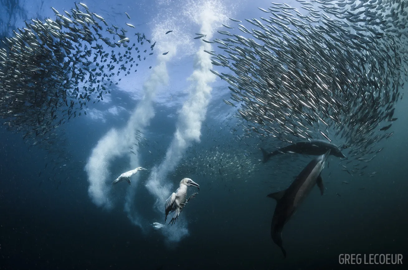 underwater photographer 