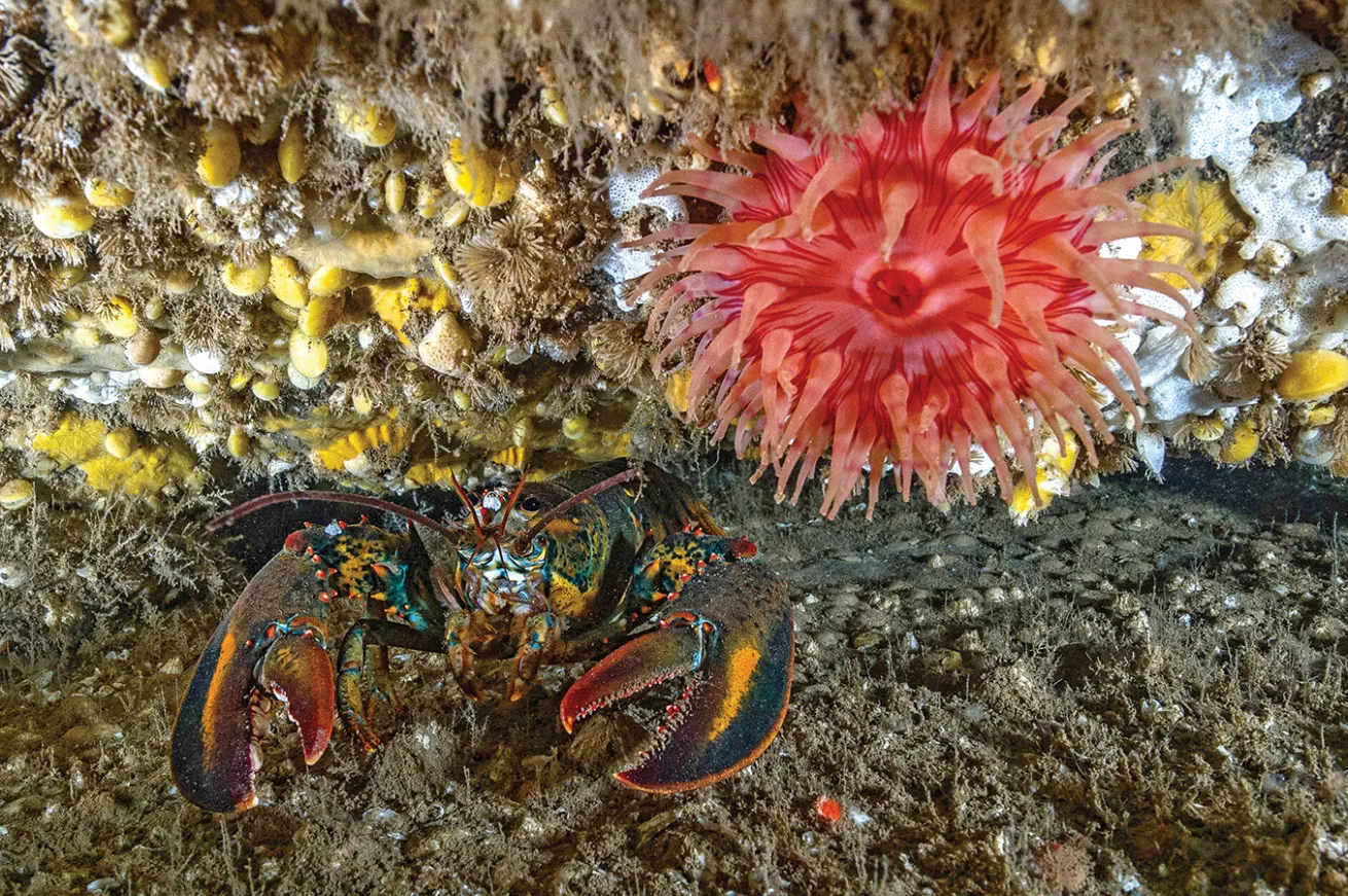 Lobster underwater with anemone Acadia National Park