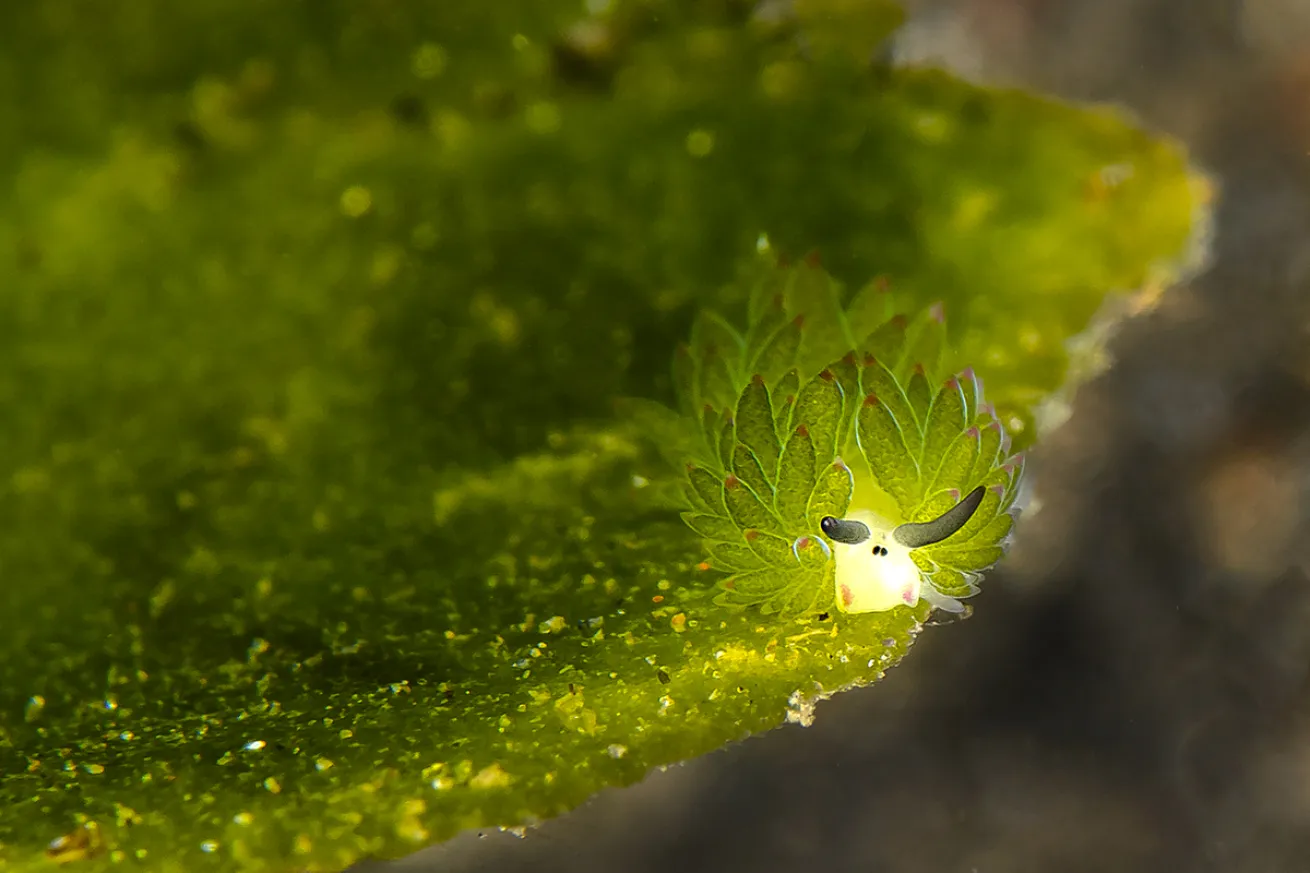 sheep-like nudibranch underwater photo