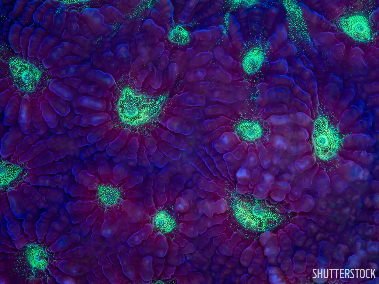 Coral fluorescent scuba diving Cozumel, Mexico