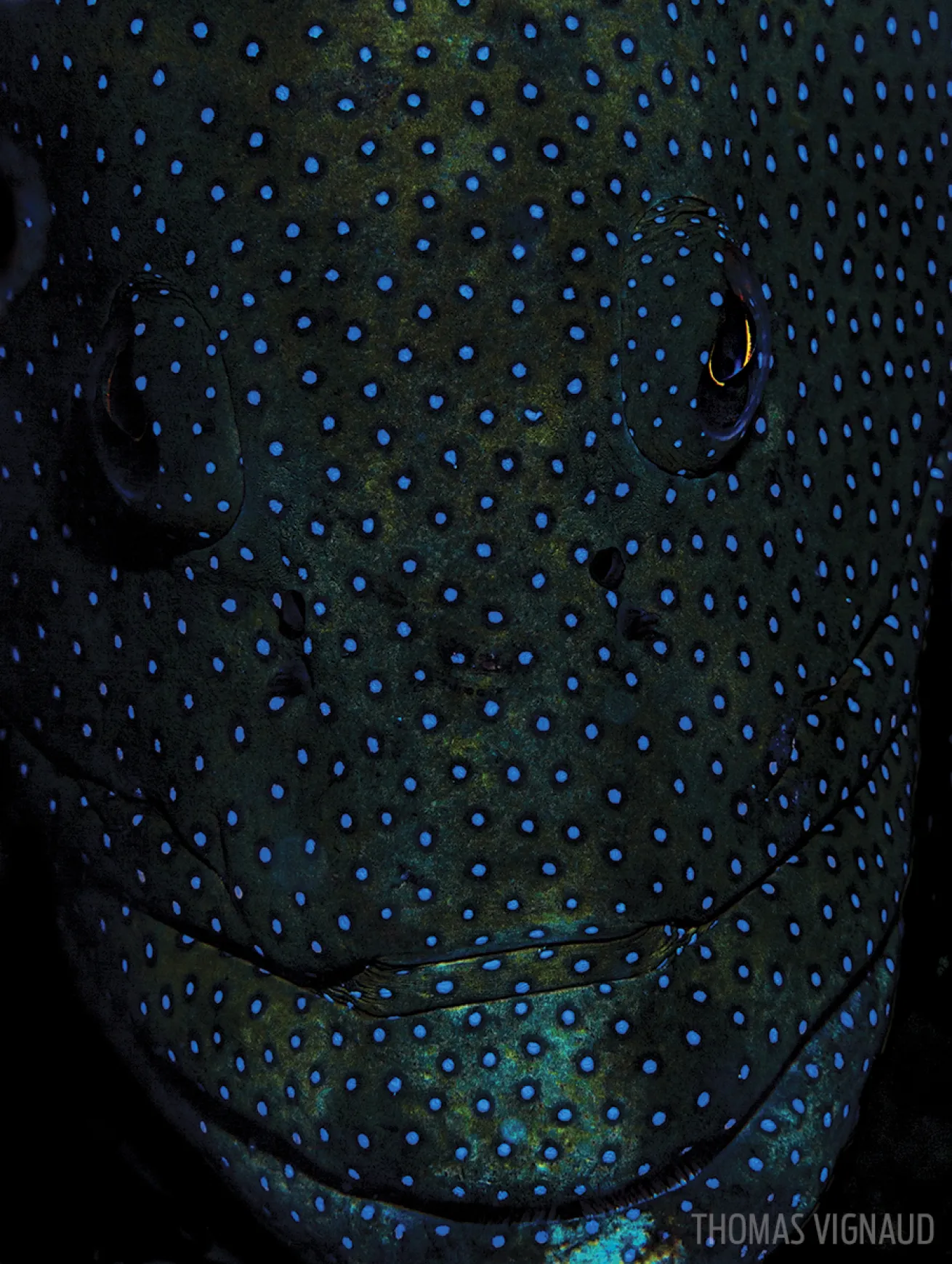 Blue spotted grouper underwater photo French Polynesia