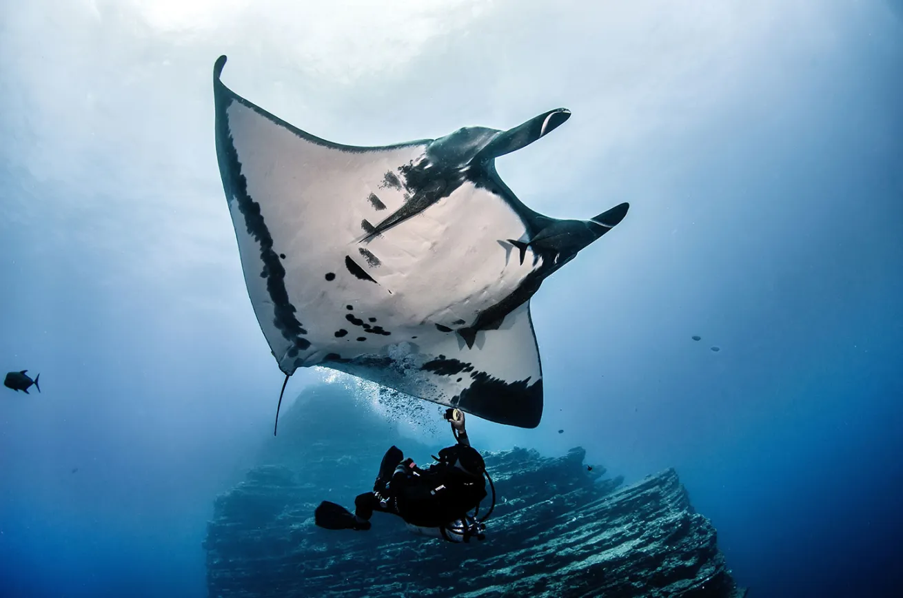 manta ray