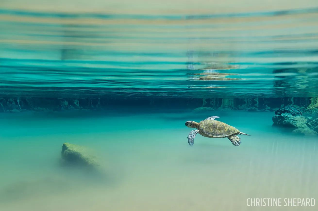 Green sea turtle underwater photograph Hawaii
