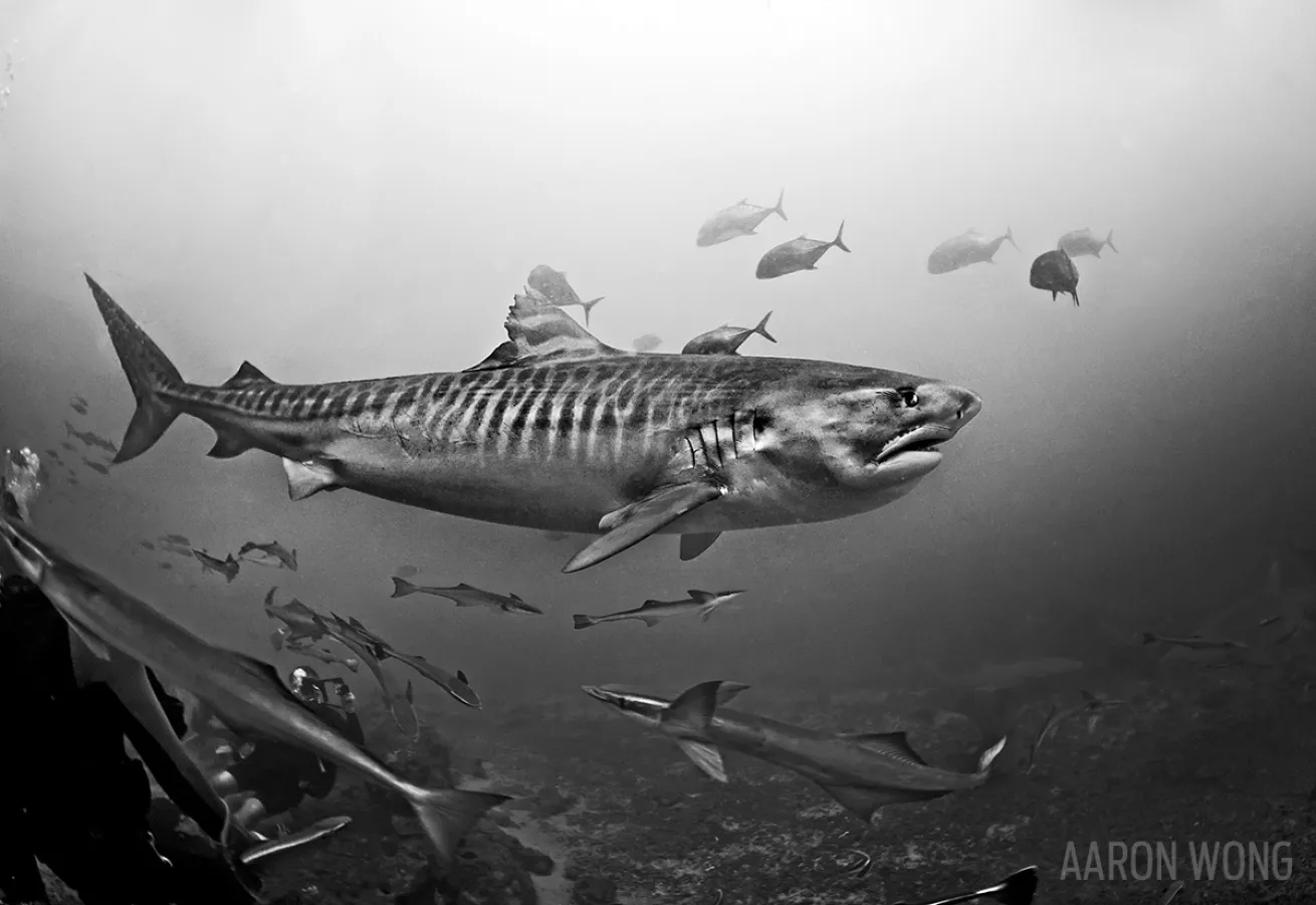scuba diving with sharks in Fiji