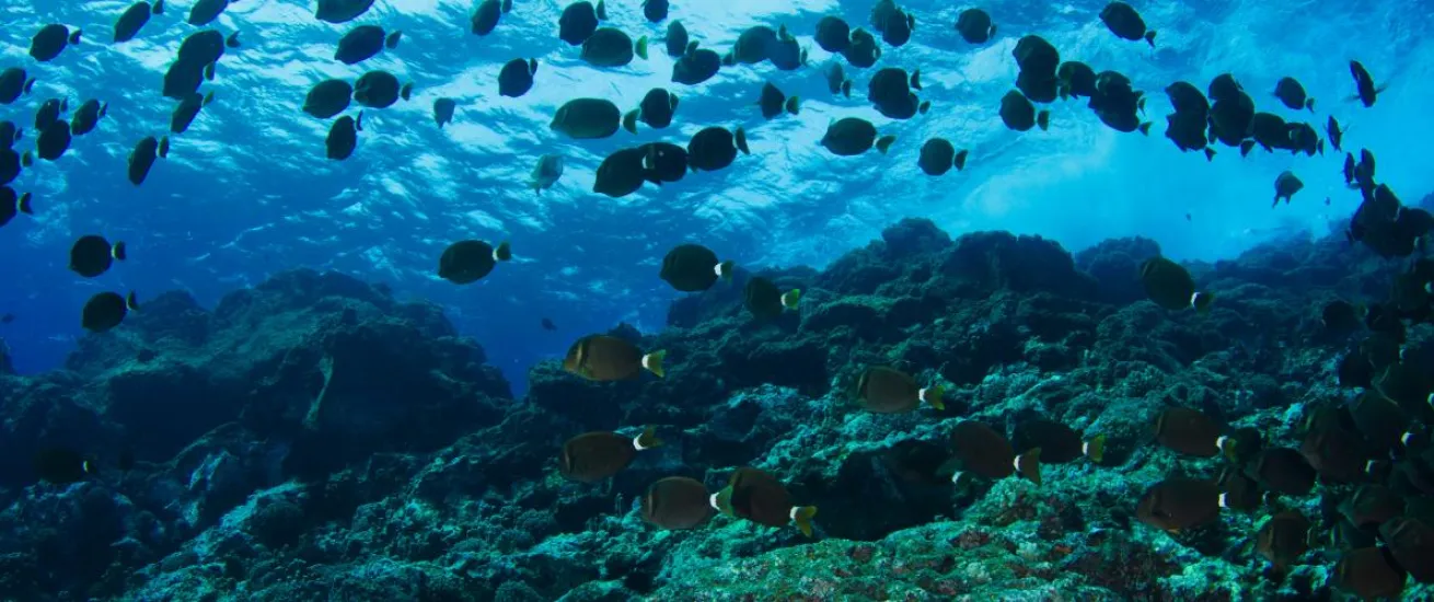 oceana 