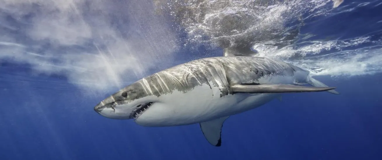 shark oceana