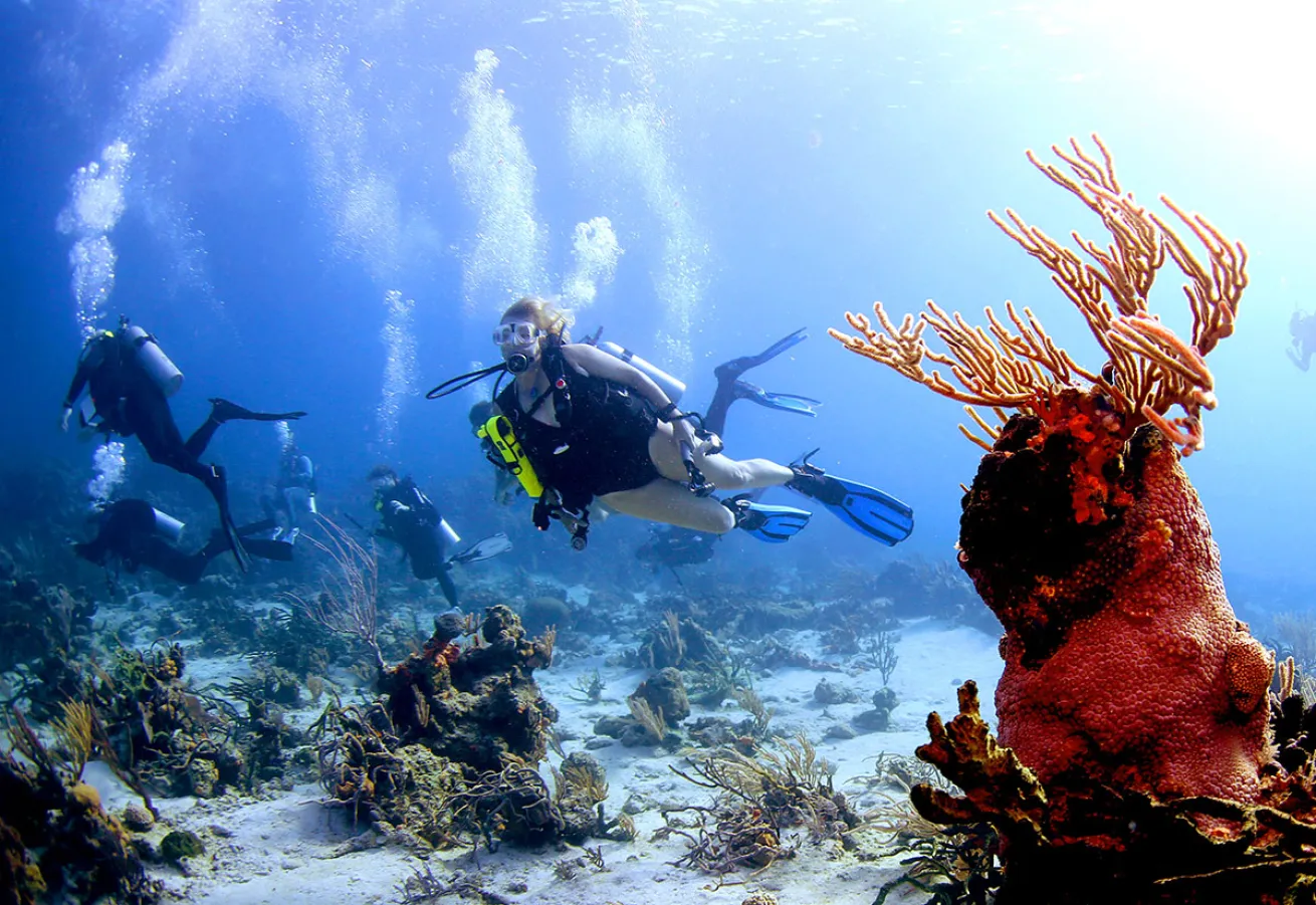 scuba diving bahamas 