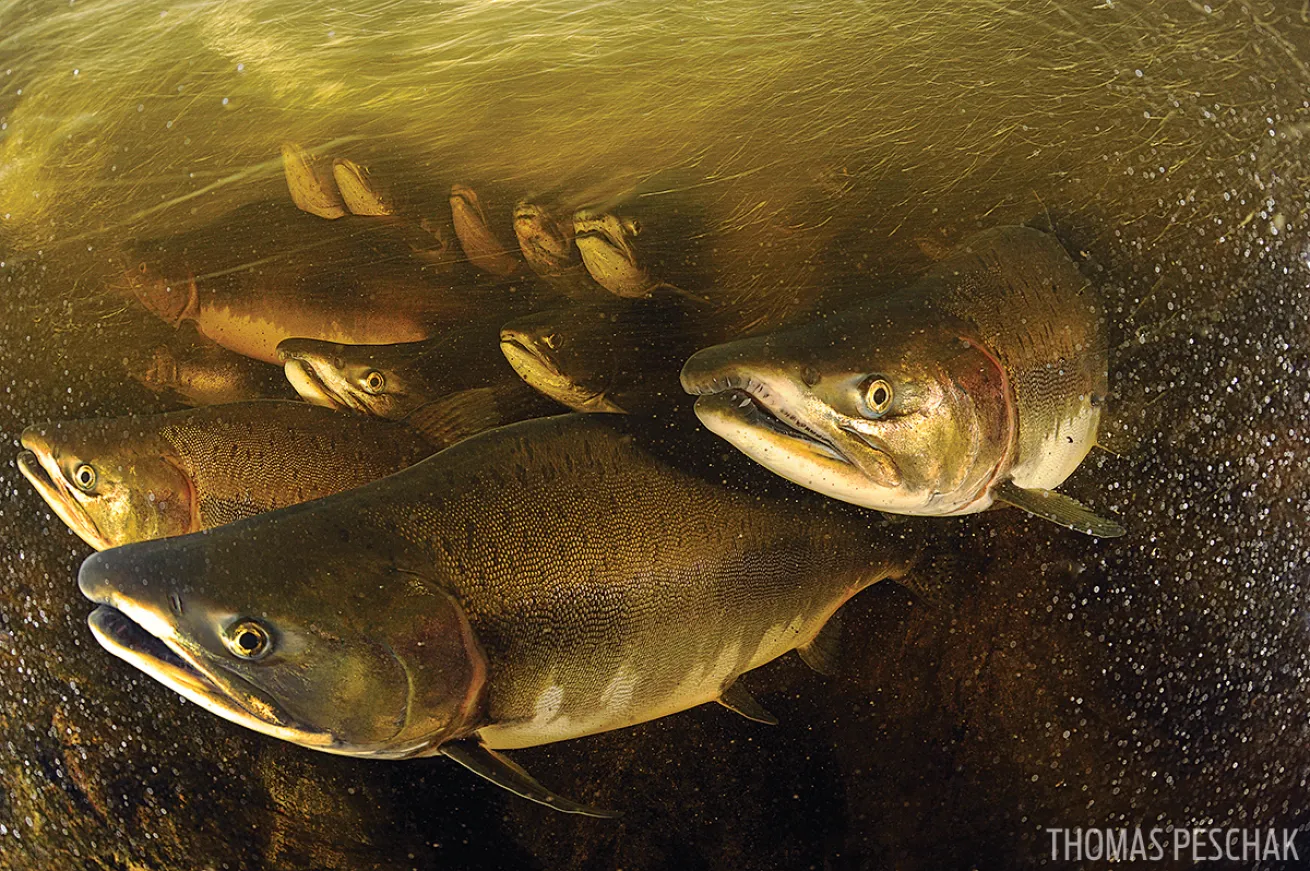 scuba diving with salmon in British Columbia's Great Bear Rainforest