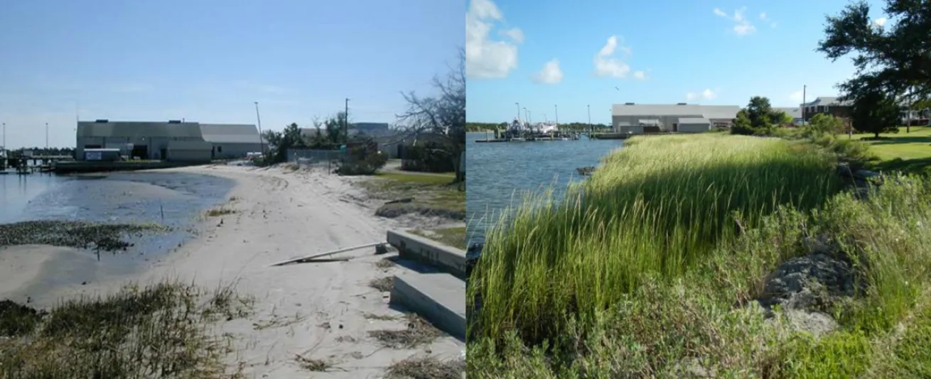 NOAA Coastline Restoration