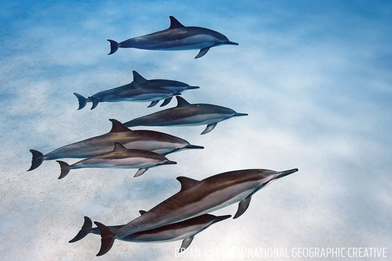 hawaii spinner dolphins