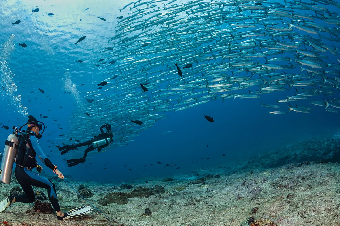 Divers watch schooling barracuda