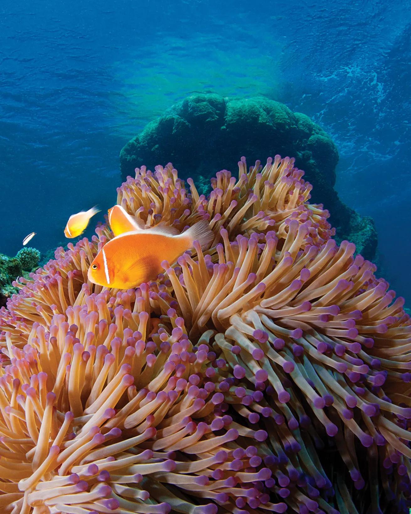great barrier reef