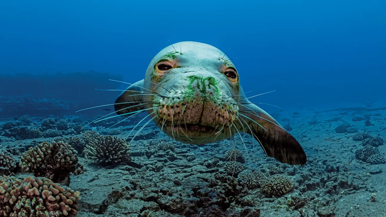 hawaiian monk seals