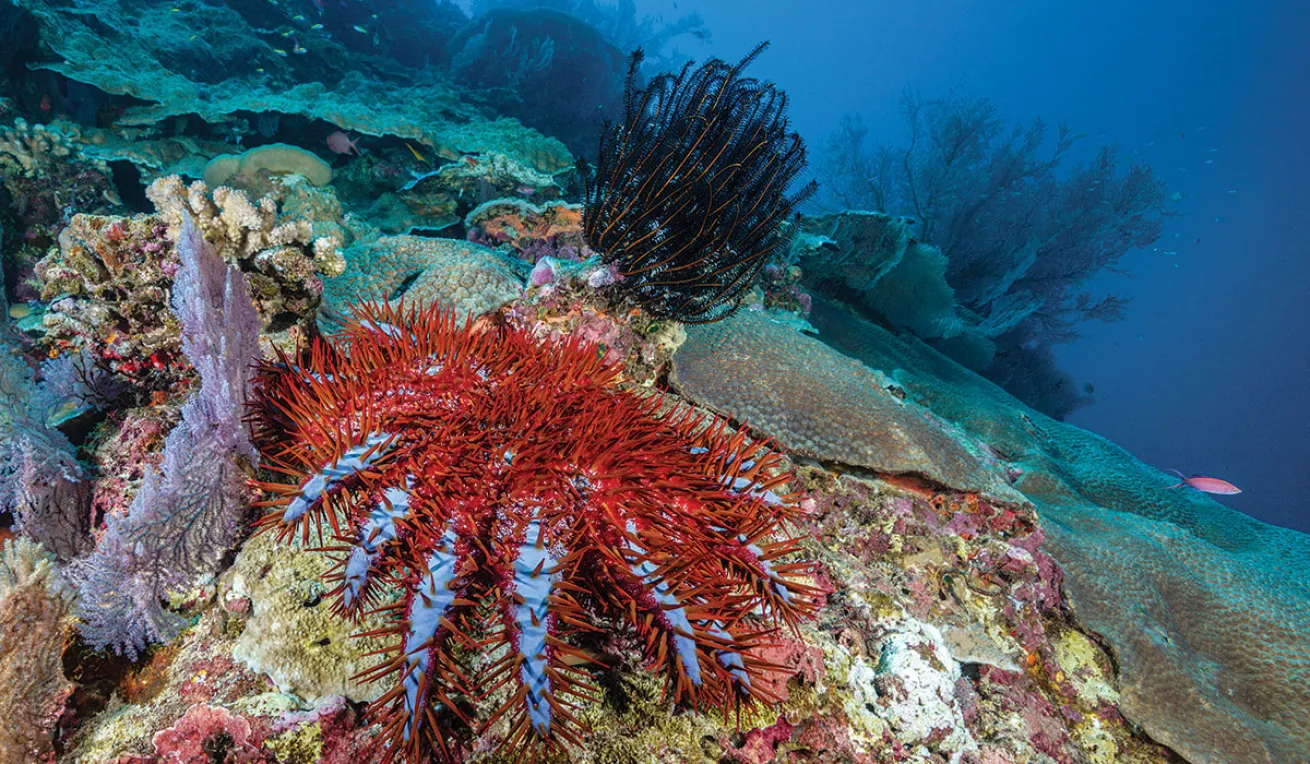 great barrier reef