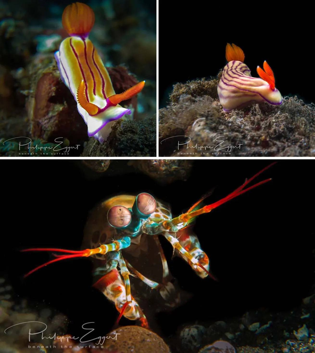 macro underwater photography