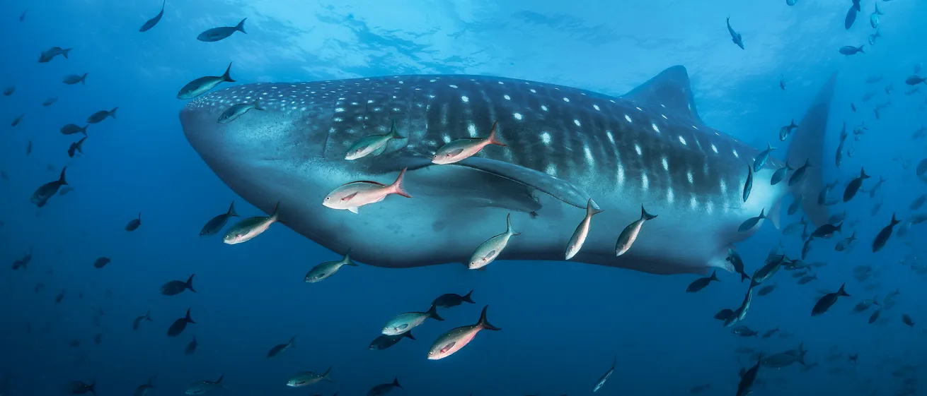 galapagos whale shark